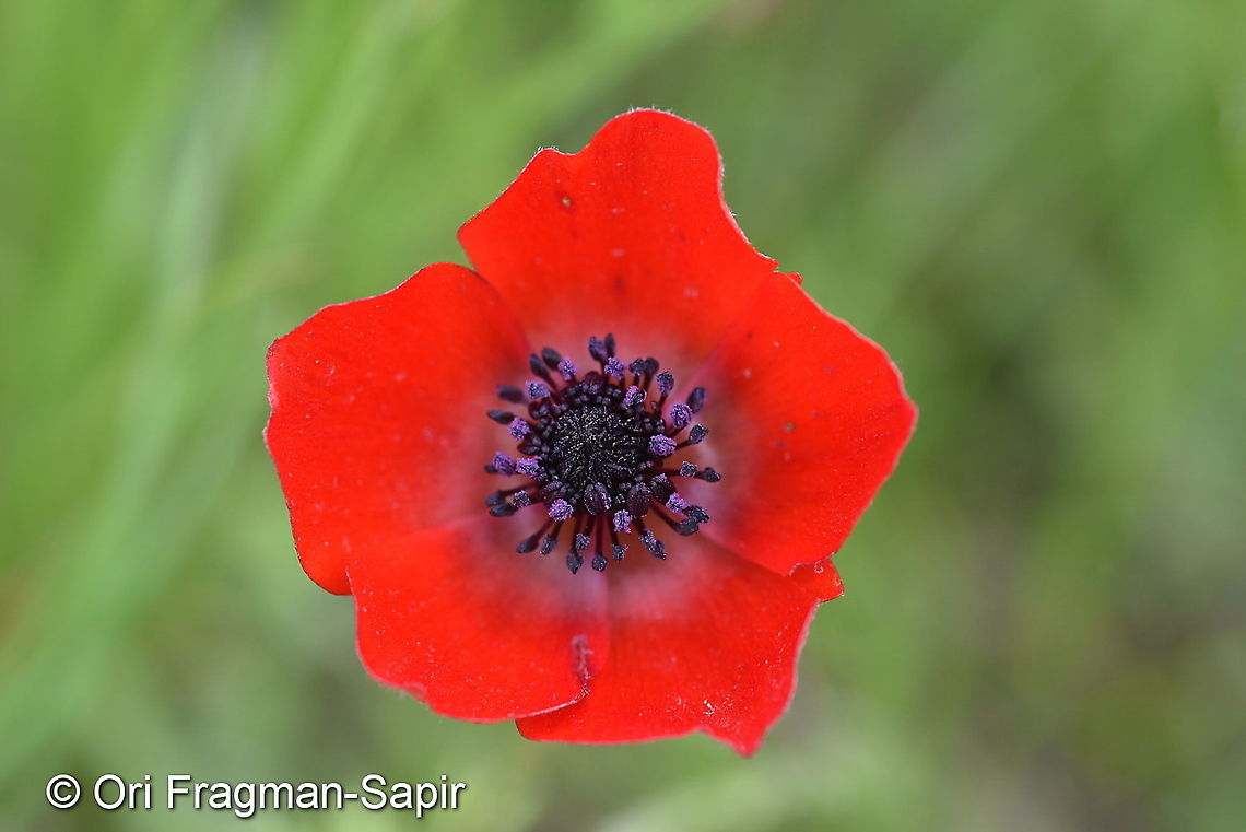Anemone bucharica Tajikistan, Nurek Anemone bucharica,Geotagged,Spring,Tajikistan