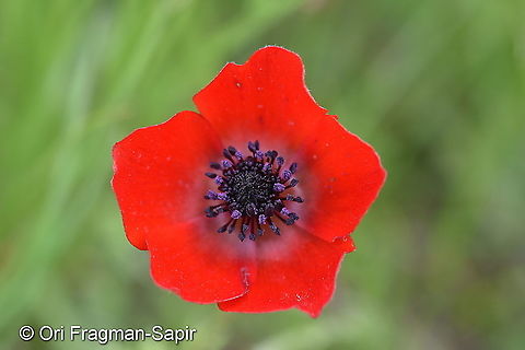 Anemone bucharica Tajikistan, Nurek Anemone bucharica,Geotagged,Spring,Tajikistan