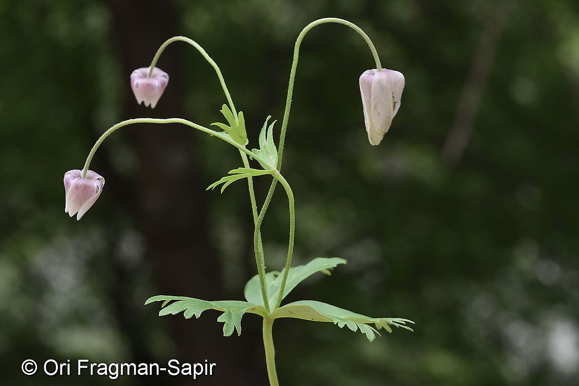 Anemone tschernaewii Tajikiatan, Romit Anemone tschernaewii,Geotagged,Spring,Tajikistan