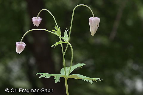 Anemone tschernaewii Tajikiatan, Romit Anemone tschernaewii,Geotagged,Spring,Tajikistan