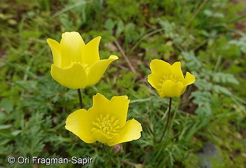 Anemone baissunensis Tajikiatan, Deamalik Anemone baissunensis,Geotagged,Spring,Tajikistan