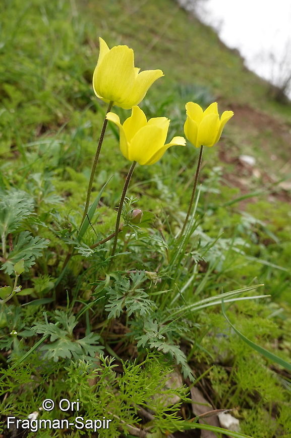 Anemone baissunensis Tajikiatan, Deamalik Anemone baissunensis,Geotagged,Spring,Tajikistan