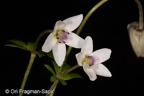 Anemone tschernaewii