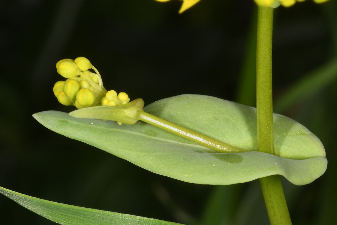 Isatis microcarpa  Isatis microcarpa