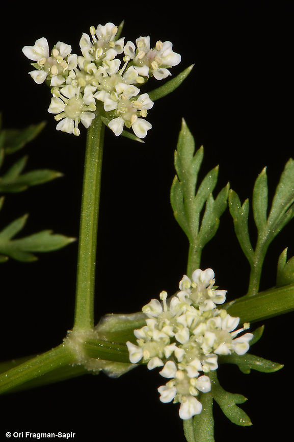 Capnophyllum peregrinum  Capnophyllum peregrinum