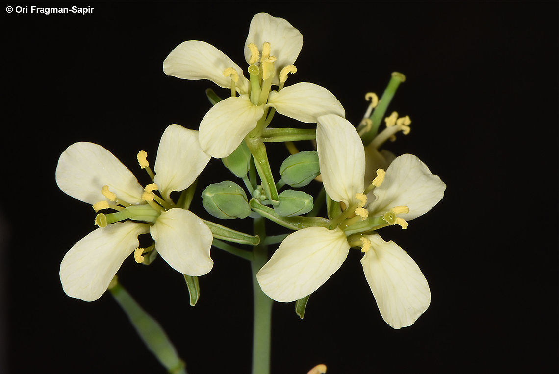 Conringia orientalis  Conringia orientalis,Hare's-ear Mustard