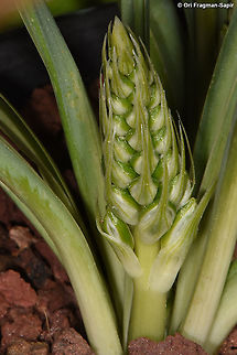 Ornithogalum narbonense  Narbonne Star-of-Bethlehem,Ornithogalum narbonense