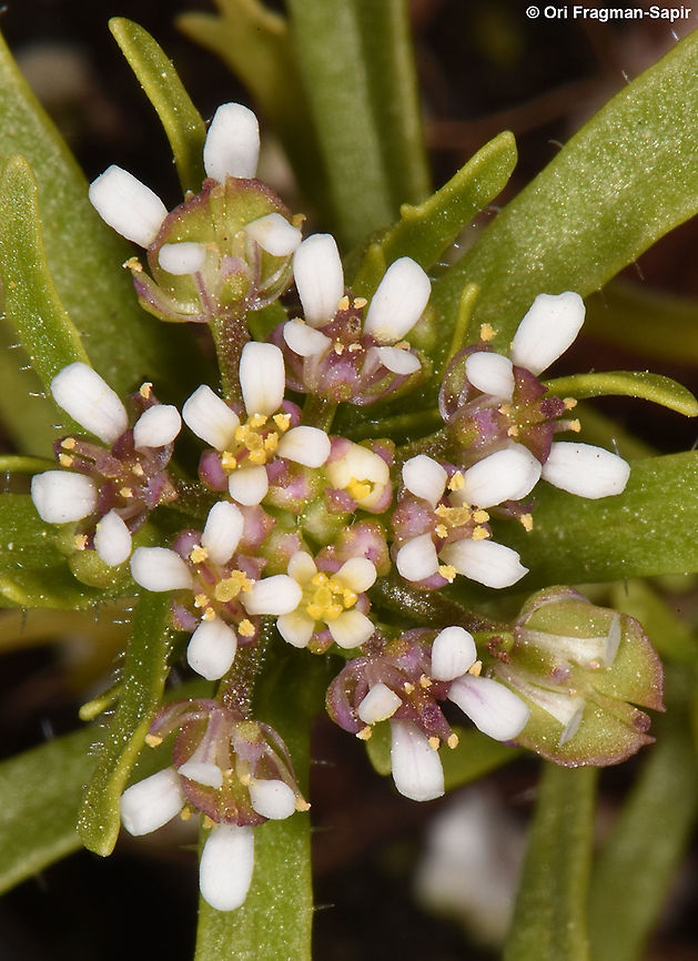 Iberis odorata  Iberis odorata