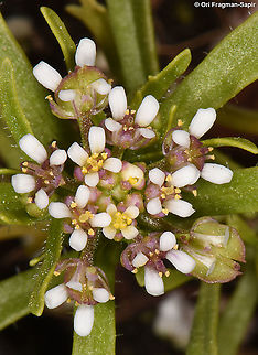 Iberis odorata  Iberis odorata
