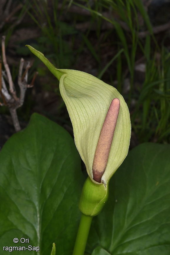 Arum korolkowii Tajikistan, Karatag Arum korolkowii,Geotagged,Spring,Tajikistan