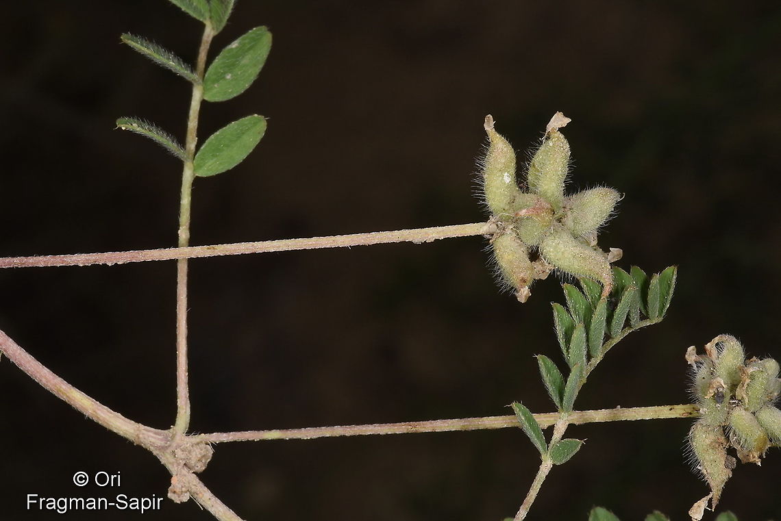 Astragalus rytilobus Uzbekistan, SE of Samarkand Astragalus rytilobus,Geotagged,Spring,Uzbekistan