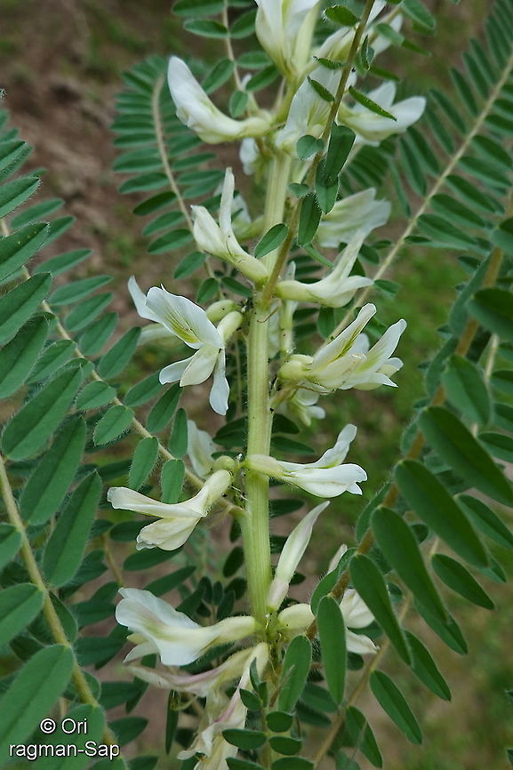 Astragalus retamocarpus Tajikistan, Nurek Astragalus retamocarpus,Geotagged,Spring,Tajikistan