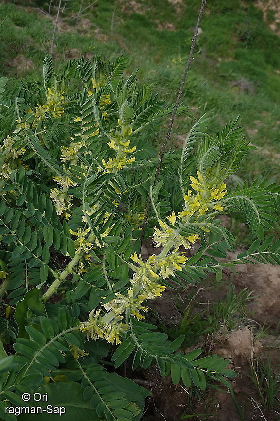 Astragalus sieversianus Tajikistan, Nurek Astragalus sieversianus,Geotagged,Spring,Tajikistan