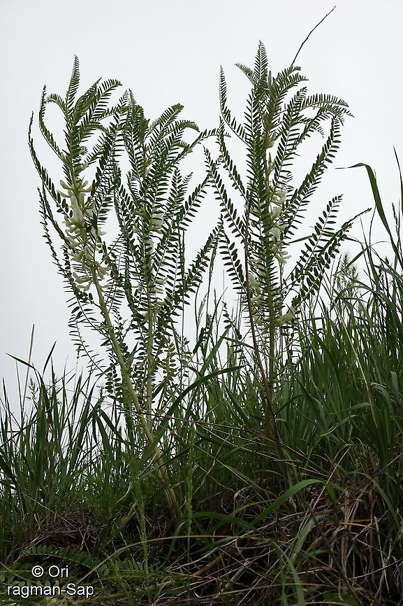 Astragalus retamocarpus Tajikistan, Nurek Astragalus retamocarpus,Geotagged,Spring,Tajikistan