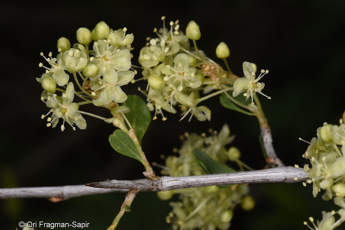 Atraphaxis pyrifolia Tajikistan, Karatag Atraphaxis pyrifolia,Geotagged,Spring,Tajikistan