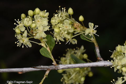 Atraphaxis pyrifolia Tajikistan, Karatag Atraphaxis pyrifolia,Geotagged,Spring,Tajikistan
