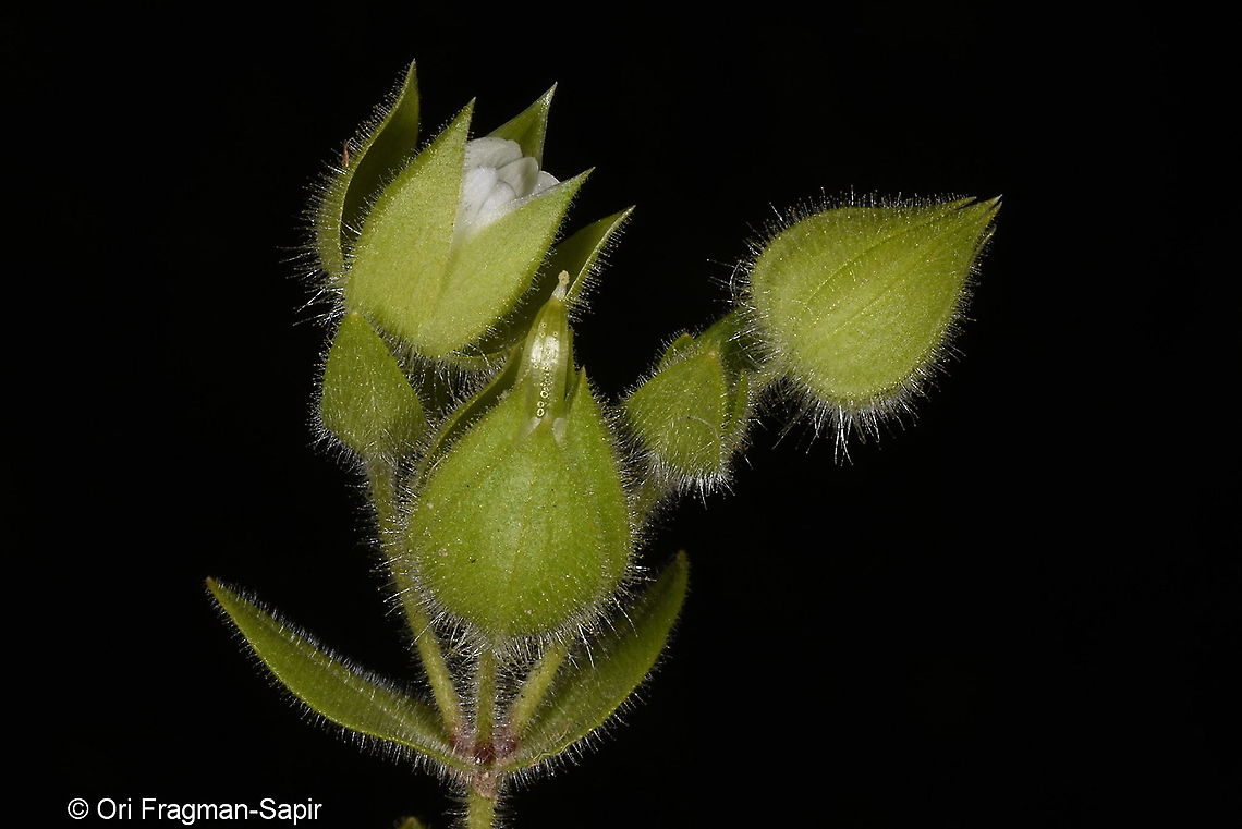 Cerastium inflatum Tajikistan, Nurek Cerastium inflatum,Geotagged,Spring,Tajikistan