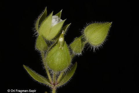 Cerastium inflatum Tajikistan, Nurek Cerastium inflatum,Geotagged,Spring,Tajikistan