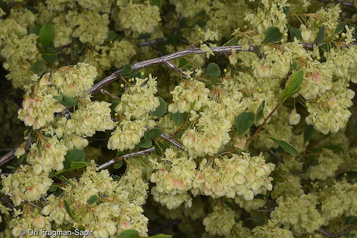 Atraphaxis pyrifolia Tajikiatan, Romit Atraphaxis pyrifolia,Geotagged,Spring,Tajikistan