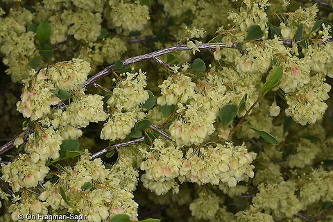 Atraphaxis pyrifolia Tajikiatan, Romit Atraphaxis pyrifolia,Geotagged,Spring,Tajikistan