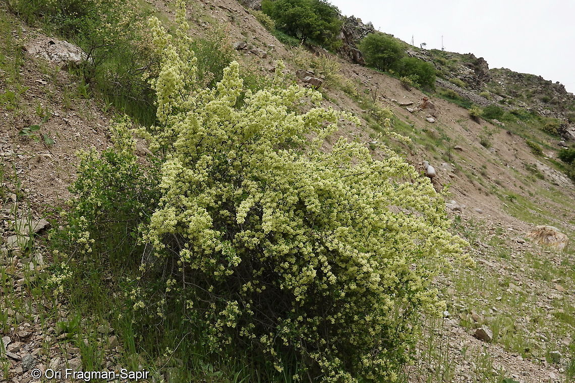 Atraphaxis pyrifolia Tajikiatan, Romit Atraphaxis pyrifolia,Geotagged,Spring,Tajikistan