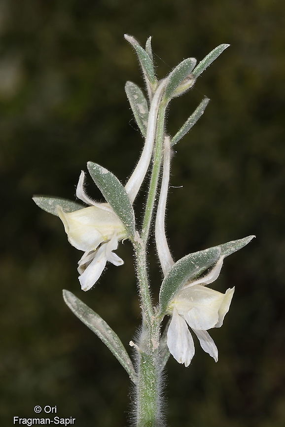 Consolida leptocarpa Uzbekistan, SE of Samarkand Consolida leptocarpa,Geotagged,Spring,Uzbekistan