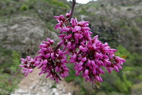 Cercis griffithii Tajikiatan, Deamalik Cercis griffithii,Geotagged,Spring,Tajikistan