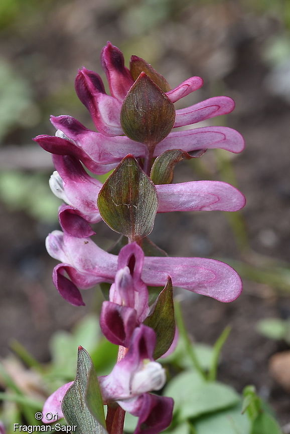 Corydalis ledebouriana Tajikiatan, Deamalik Corydalis ledebouriana,Geotagged,Spring,Tajikistan