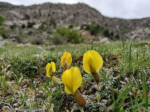 Chesneya turkestanica