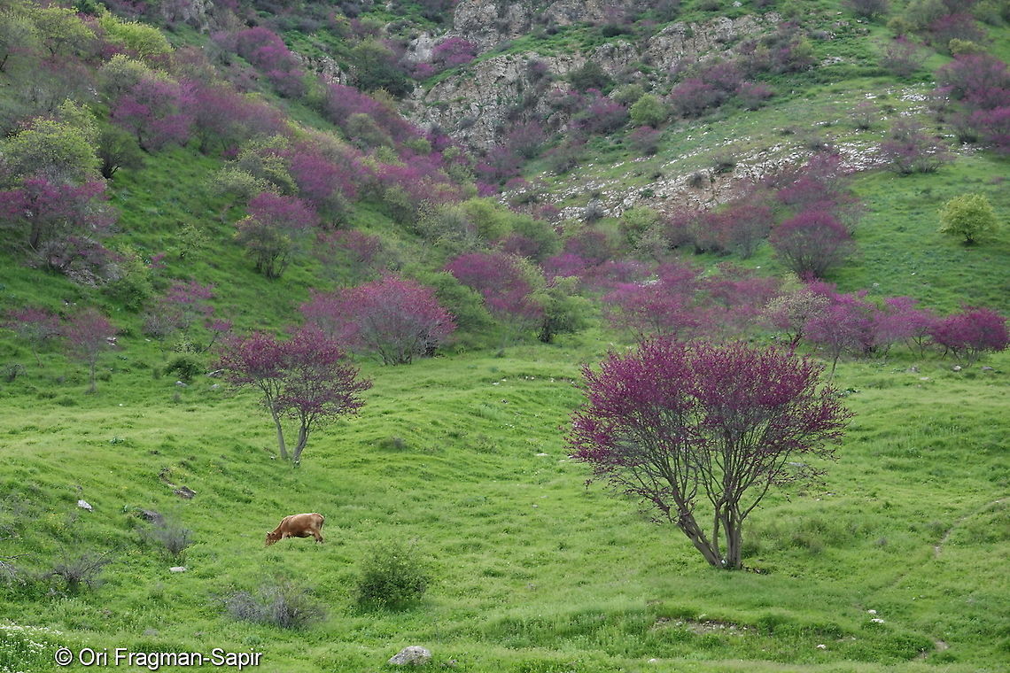 Cercis griffithii Tajikistan, Nurek Cercis griffithii,Geotagged,Spring,Tajikistan