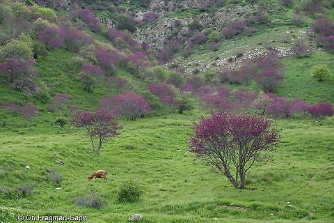 Cercis griffithii Tajikistan, Nurek Cercis griffithii,Geotagged,Spring,Tajikistan