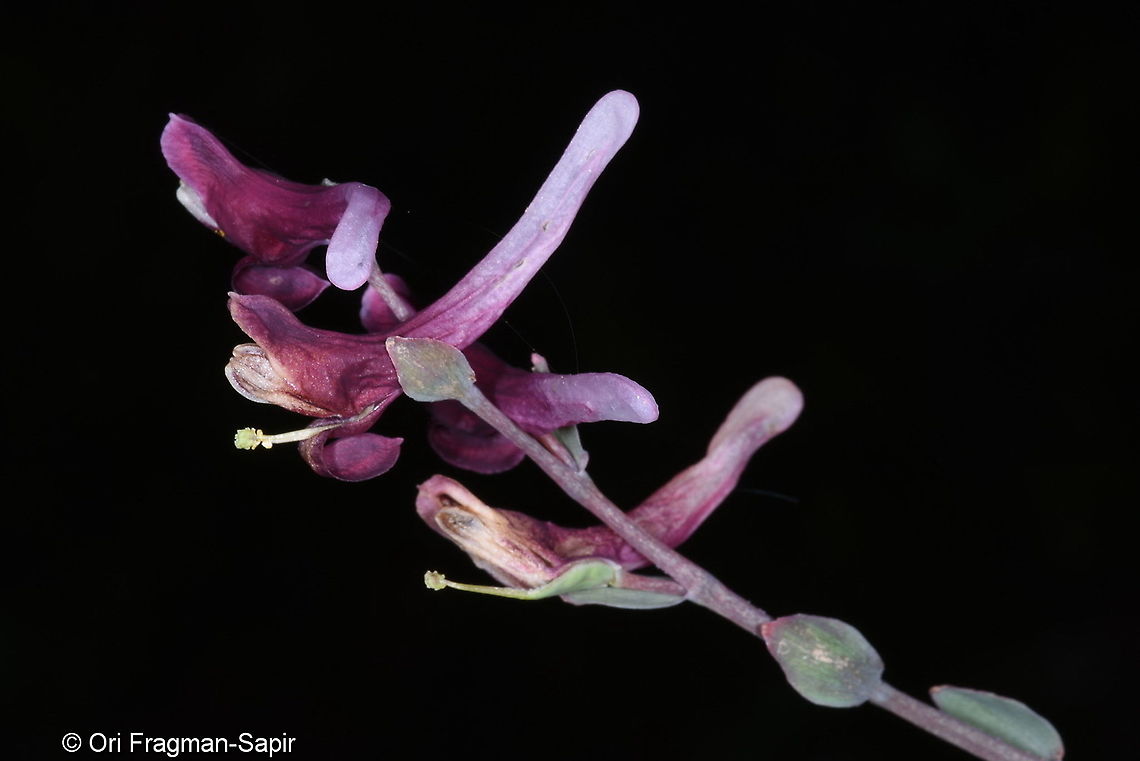 Corydalis ledebouriana Tajikiatan, Deamalik Corydalis ledebouriana,Geotagged,Spring,Tajikistan