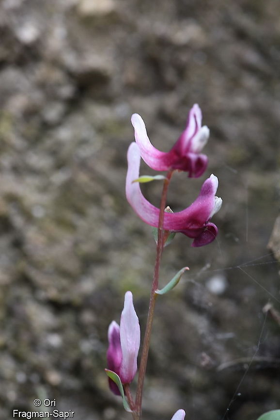 Corydalis ledebouriana Tajikiatan, Romit Corydalis ledebouriana,Geotagged,Spring,Tajikistan