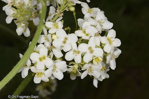 Crambe cordifolia ssp kotschyana Tajikistan, Nurek Crambe cordifolia,Geotagged,Spring,Tajikistan