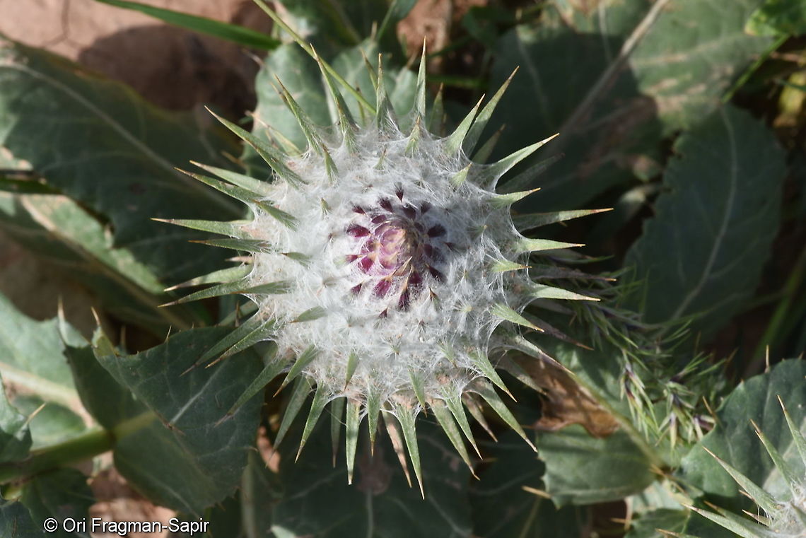 Cousinia rotundifolia Uzbekistan, SE of Samarkand Cousinia pannosa,Cousinia rotundifolia,Geotagged,Spring,Uzbekistan