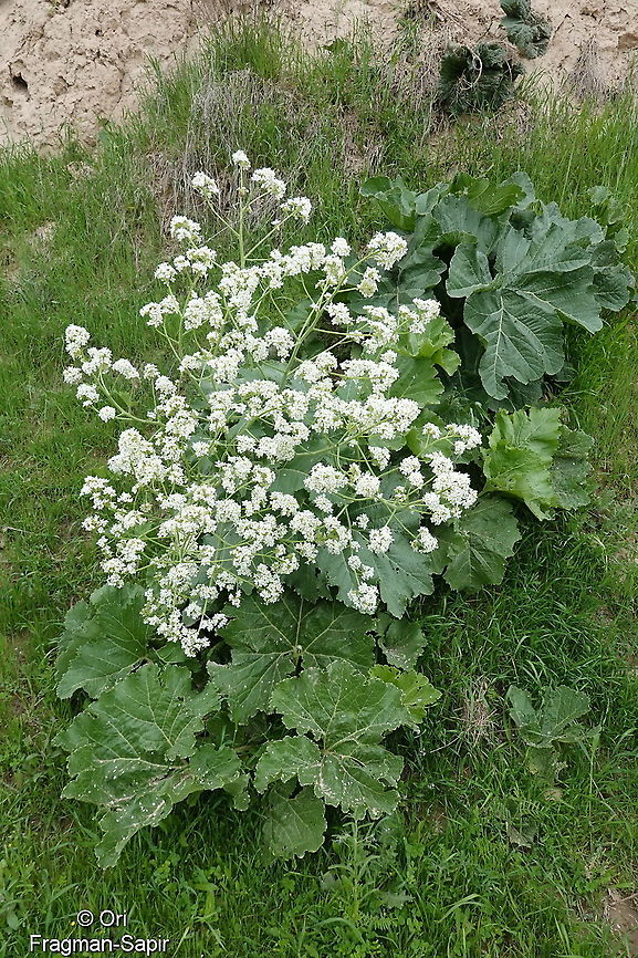 Crambe cordifolia ssp kotschyana Tajikistan, Nurek Crambe cordifolia,Geotagged,Spring,Tajikistan