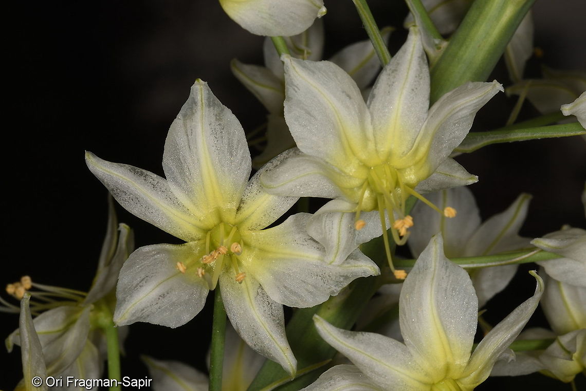 Eremurus suworowii Tajikistan, Nurek Eremurus suworowii,Geotagged,Spring,Tajikistan