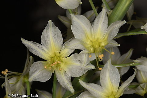 Eremurus suworowii Tajikistan, Nurek Eremurus suworowii,Geotagged,Spring,Tajikistan