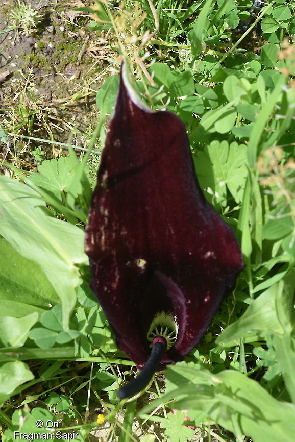 Eminium lehmanii Tajikistan, Karatag Eminium lehmanii,Geotagged,Spring,Tajikistan