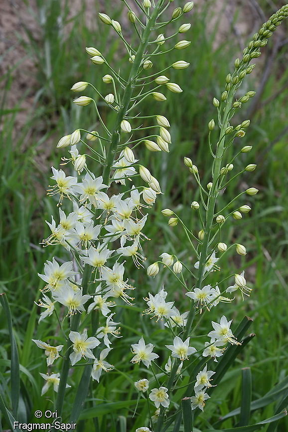 Eremurus suworowii Tajikistan, Nurek Eremurus suworowii,Geotagged,Spring,Tajikistan