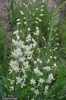Eremurus suworowii Tajikistan, Nurek Eremurus suworowii,Geotagged,Spring,Tajikistan