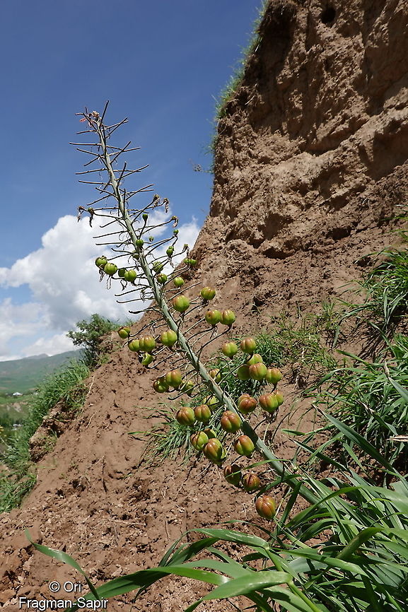 Eremurus albertii Tajikistan, Karatag Eremurus albertii,Geotagged,Spring,Tajikistan