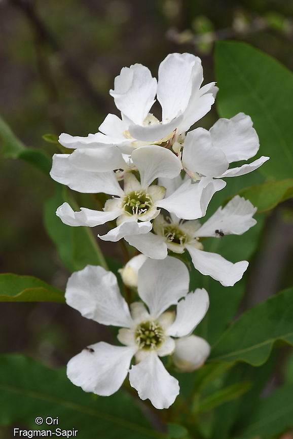 Exochorda racemosa Tajikiatan, Romit Exochorda racemosa,Geotagged,Spring,Tajikistan