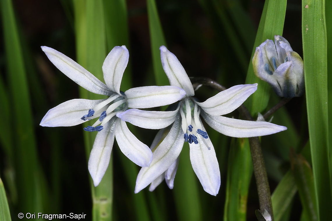 Fessia vvedenskyi Tajikiatan, Deamalik Fessia vvedenskyi,Geotagged,Spring,Tajikistan