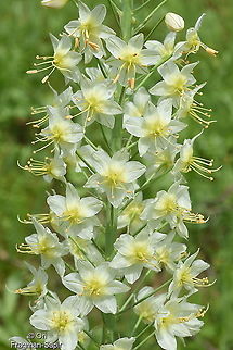 Eremurus suworowii Tajikistan, Nurek Eremurus suworowii,Geotagged,Spring,Tajikistan