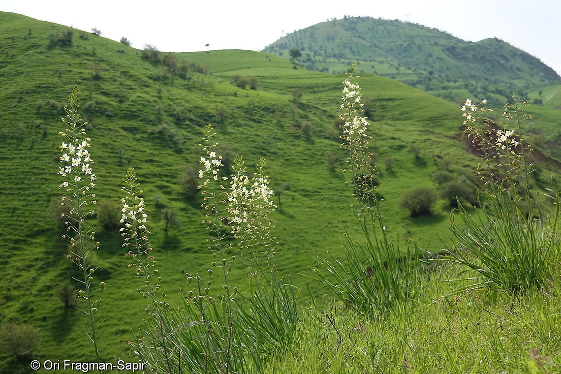 Eremurus suworowii Tajikistan, Nurek Eremurus suworowii,Geotagged,Spring,Tajikistan