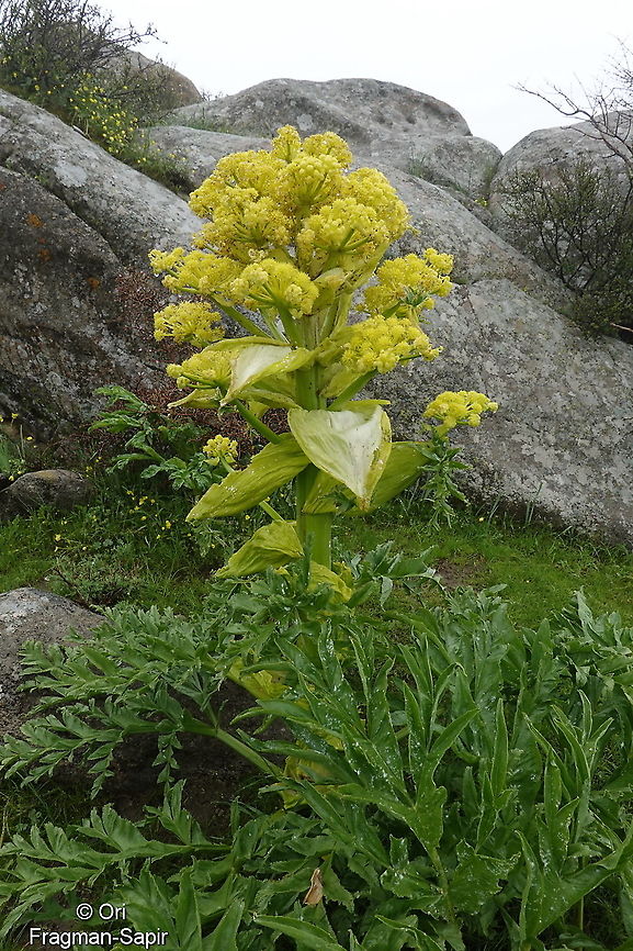 Ferula kuhistanica Uzbekistan, SE of Samarkand Ferula kuhistanica,Geotagged,Spring,Uzbekistan