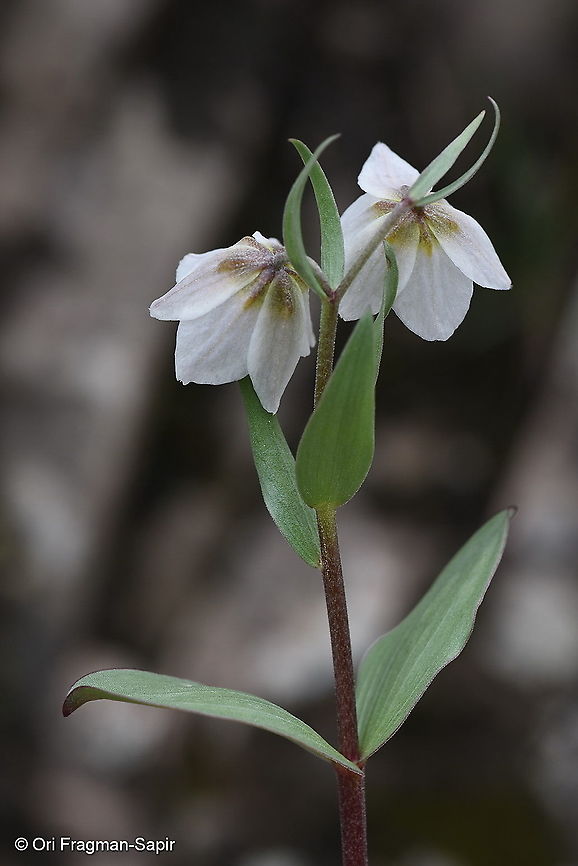 Fritillaria bucharica Tajikiatan, Deamalik Fritillaria bucharica,Geotagged,Spring,Tajikistan