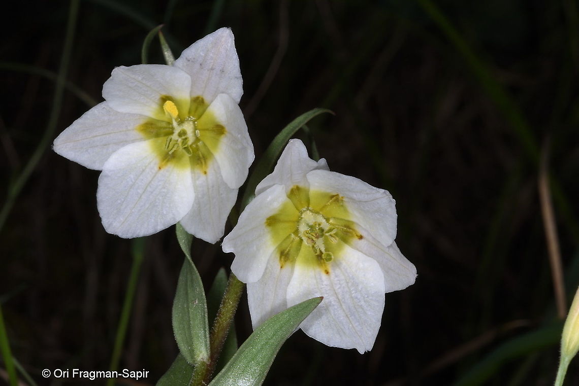 Fritillaria bucharica Tajikiatan, Deamalik Fritillaria bucharica,Geotagged,Spring,Tajikistan