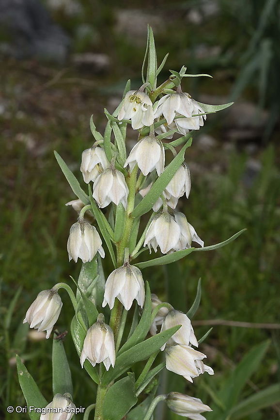 Fritillaria bucharica Tajikistan, Anzob Pass Fritillaria bucharica,Geotagged,Spring,Tajikistan